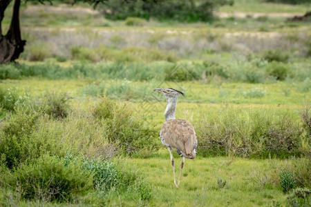 在南非卡拉加迪横越边境公园的草地上行走图片