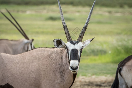 Oryx在南非卡拉加迪横越边境公园的摄影机上观看图片