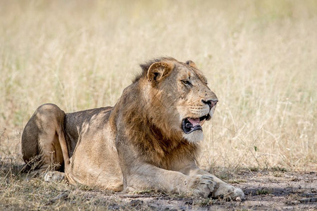 年轻的男狮子躺在沙里南非克鲁格公园图片