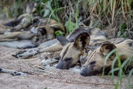 一群非洲野狗躺在沙子里南非克鲁格公园图片