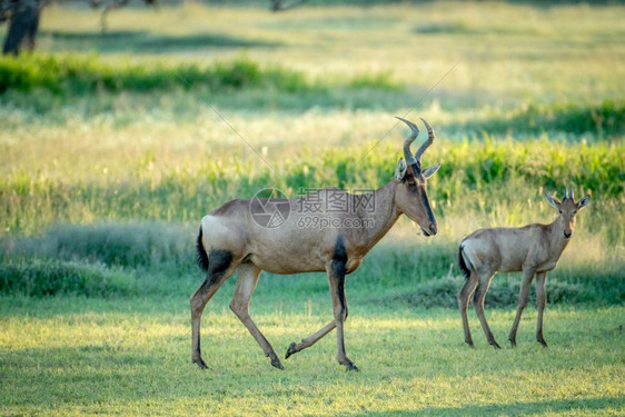 南非卡拉加迪跨越边境公园的草地上站立着红色的哈特和小牛群图片