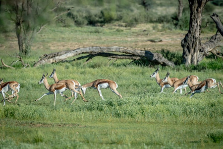 在南非卡拉加迪横越边境公园的草地里跑来去的斯普林波克牧群图片