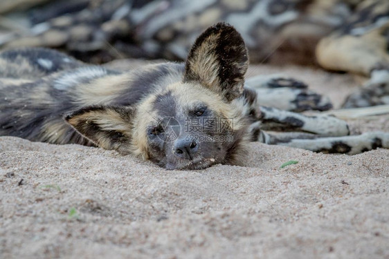 非洲野狗躺在沙地上看着摄影机在南非克鲁格公园图片