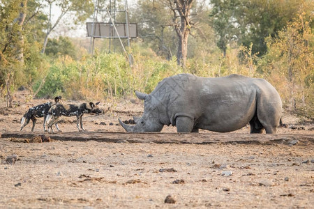 在南非克鲁格公园两只带白犀牛的非洲野狗图片