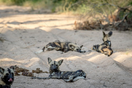 一群非洲野狗躺在沙子里南非克鲁格公园图片