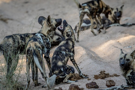 一群非洲野狗在南克鲁格公园的沙地上玩耍图片