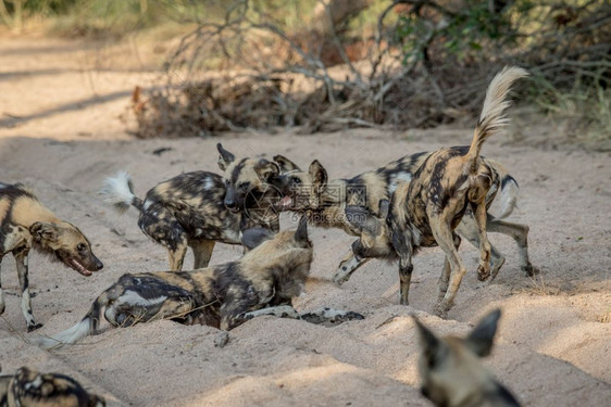 一群非洲野狗在南克鲁格公园的沙地上玩耍图片
