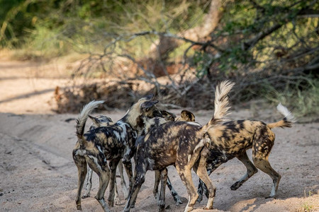 一群非洲野狗在南克鲁格公园的沙地上玩耍图片素材