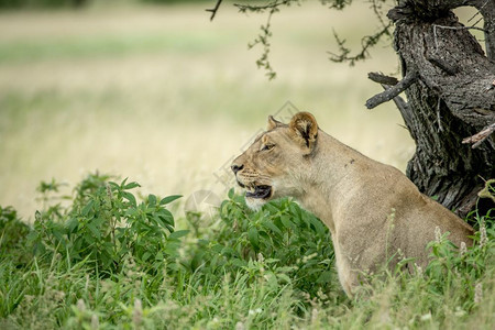 在博茨瓦纳中部卡拉哈里高草地的狮子座侧面形象图片