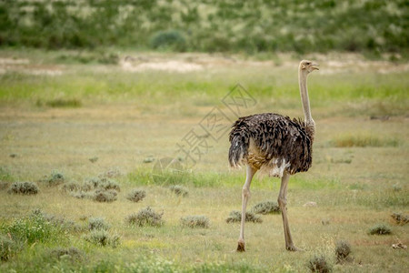 奥斯特里希站在南非卡拉加迪横越边境公园的草地上图片