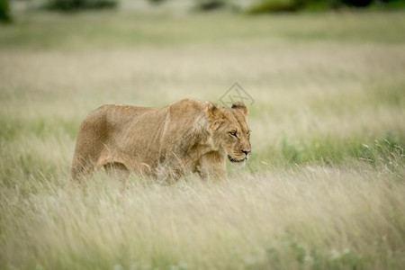狮子在博茨瓦纳中部卡拉哈里高原的草上行走图片