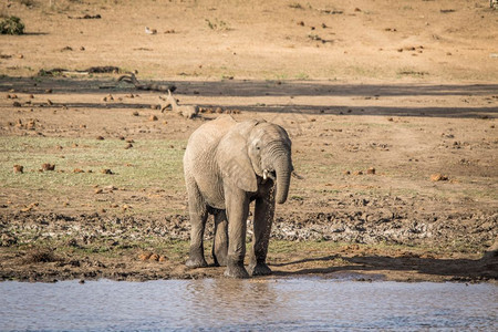大象在南非克鲁格公园喝酒图片
