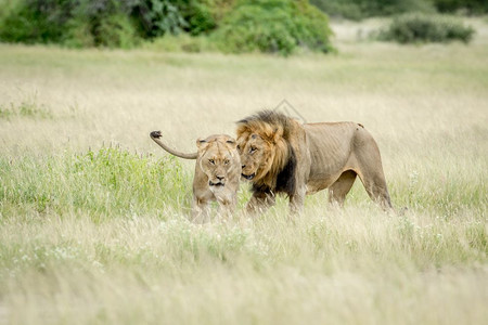 在博茨瓦纳中部卡拉哈里的草地上和狮子交配的一对图片