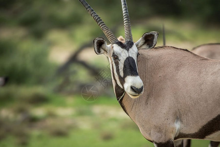 在南非卡拉加迪横越边境公园的Oryx侧面简介图片