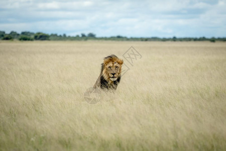 大雄狮坐在博茨瓦纳中部卡拉哈里高原的草上图片