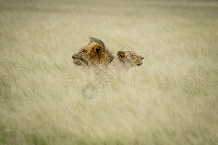 在博茨瓦纳中部卡拉哈里高原的草上的一对狮子图片