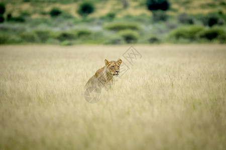 狮子坐在博茨瓦纳中部卡拉哈里的草原上图片