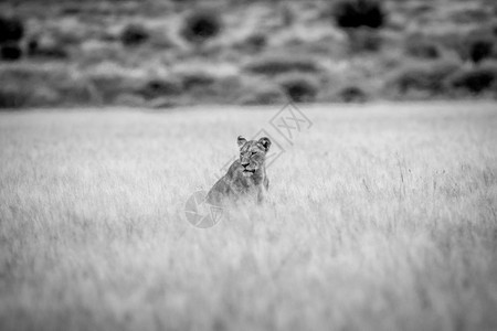 坐在博茨瓦纳中部卡拉哈里的黑白高草原上狮子图片
