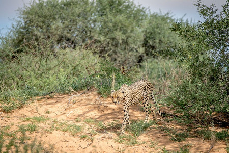 Cheetah在南非卡拉加迪横越边境公园走下一个沙丘图片