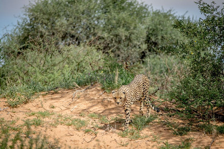 Cheetah在南非卡拉加迪横越边境公园走下一个沙丘图片
