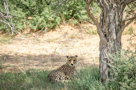 在南非卡拉加迪跨越边境公园的一棵树下躺在草地上的Cheetah图片