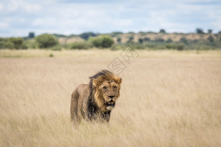 博茨瓦纳中部哈拉哈里i高草地的雄狮图片