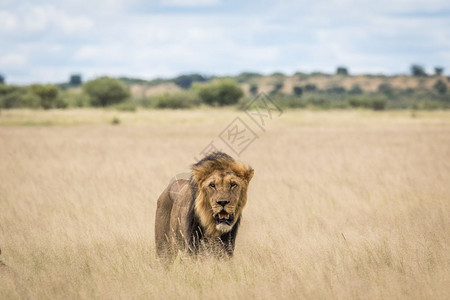 博茨瓦纳中部Khalahari高草地的雄狮图片