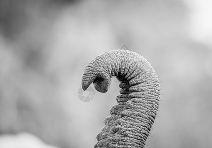 南非克鲁格公园的黑白大象树干图片