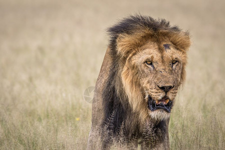 博茨瓦纳中部Khalahari高草地的雄狮图片