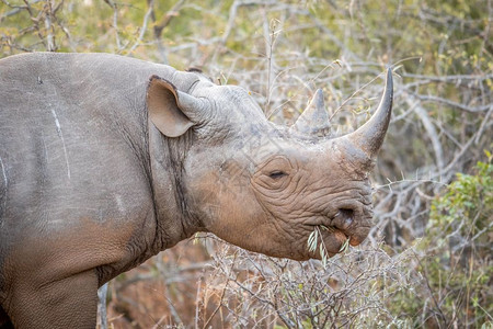在南非克鲁格公园吃黑犀牛图片