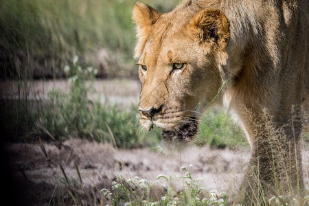 在博茨瓦纳中央Khalahari一位年轻男狮子脸部近距离靠图片