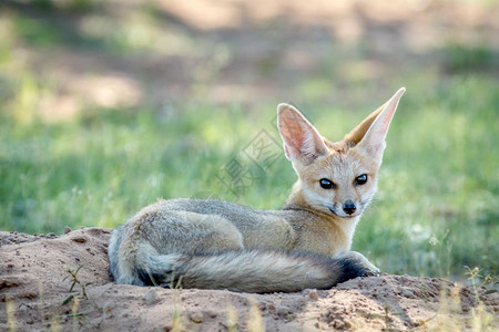 Capefox躺在南非卡拉加迪横越边境公园的沙地上图片