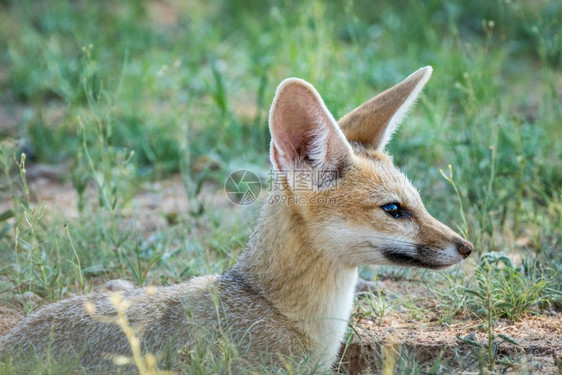 在南非卡拉加迪横越边境公园一只狐狸角的近距离靠图片