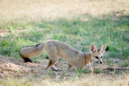 狐狸角站在沙地上南非卡拉加迪横越边境公园图片