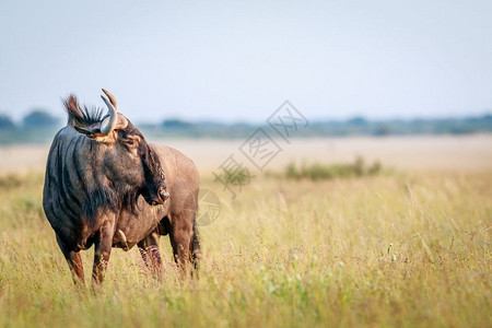 博茨瓦纳中Khalahari中部高草地蓝野马的侧面图图片