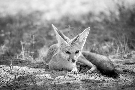 Capefox躺在沙子里黑白的在南非卡拉加迪横越边境公园图片