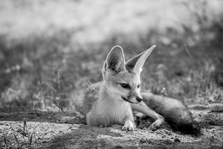 Capefox躺在沙子里黑白的在南非卡拉加迪横越边境公园图片