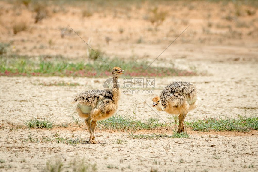 在南非卡拉加迪横越边境公园的沙滩上走来去的食人小鸡图片