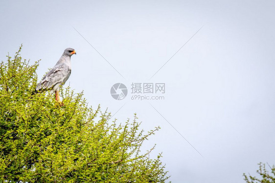 在博茨瓦纳奥卡万戈三角洲的一棵树上图片