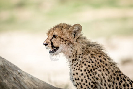 在南非卡拉加迪跨越边境公园一个年轻的Cheetah的侧面简介图片