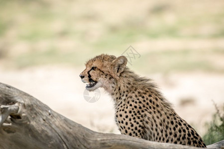 在南非卡拉加迪跨越边境公园一个年轻的Cheetah的侧面简介图片