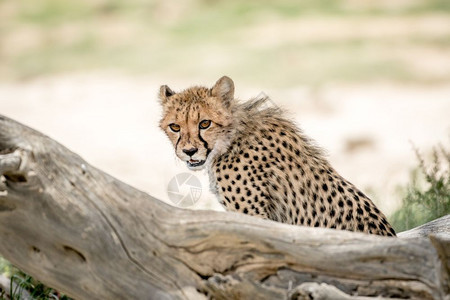 年轻的Cheetah看着周围在南非卡拉加迪横越边境公园图片