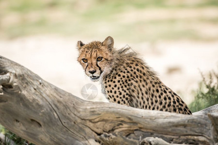 年轻的Cheetah看着周围在南非卡拉加迪横越边境公园图片
