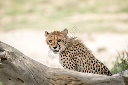 年轻的Cheetah看着周围在南非卡拉加迪横越边境公园图片