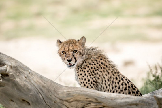 年轻的Cheetah看着周围在南非卡拉加迪横越边境公园图片