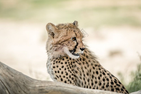 年轻Cheetah回望在南非卡拉加迪横越边境公园图片