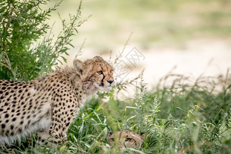 南非卡拉加迪跨越边境公园高草地的两只猎豹图片