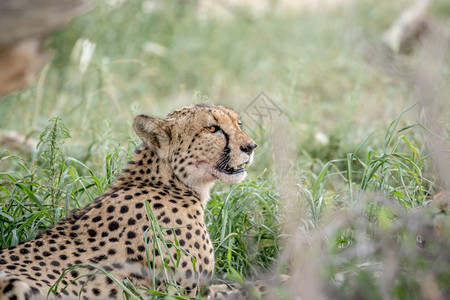 南非卡拉加迪跨边界公园高草地的Cheetah的侧面图图片