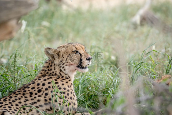 南非卡拉加迪跨边界公园高草地的Cheetah的侧面图图片