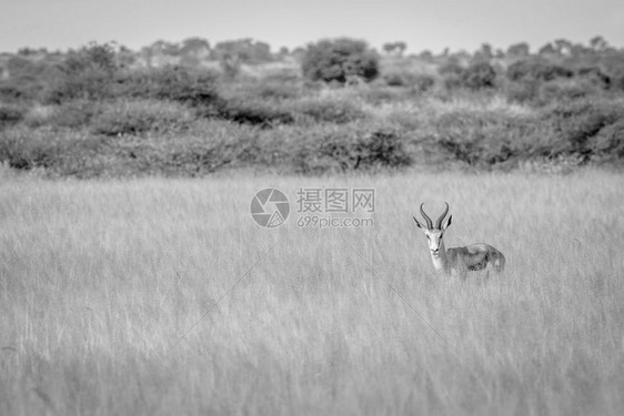 Springbok在博茨瓦纳中部卡拉哈里狩猎保留地的黑白摄影机上图片